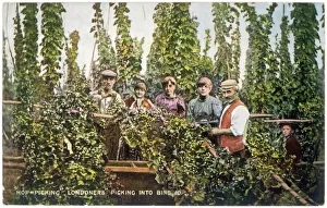 Hop Picking into Bins
