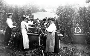 Hop picking, early 1900s