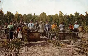Pickers Prints: Hop picking - home pickers