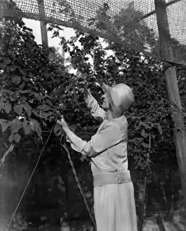 Hop Picking in Kent