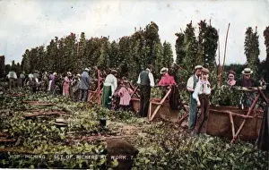 Hop Picking, Kent