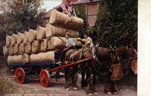 Horse Drawn Gallery: Hop Picking in Kent - Loading Pockets for Market