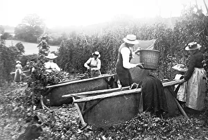 Pickers Prints: Hop Picking Kent Victorian period