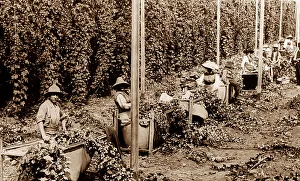 Tasmania Prints: Hop picking, New Norfolk, Tasmania