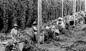 Hop picking, New Norfolk, Tasmania, Victorian period