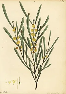 Henry Andrews Prints: Hop wattle, Acacia stricta