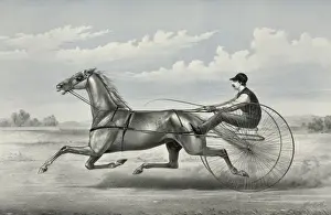 Trotter Prints: Hopeful: grey gelding by Godfreys Patchen, dam unknown