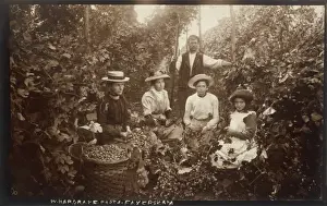 Hopgarden 1905