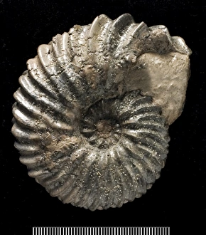 Ammonite Gallery: Hoplites, fossil ammonite