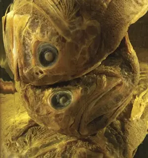 Hoplostethus atlanticus, orange roughy