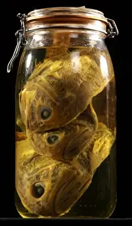Hoplostethus atlanticus, orange roughy