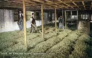 Loft Prints: Hops in Cooling Loft, Boughton-under-Blean, Kent