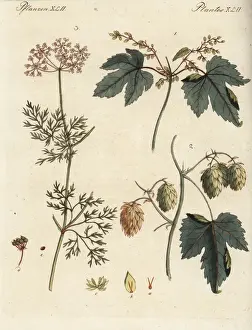 Hops Prints: Hops and coriander