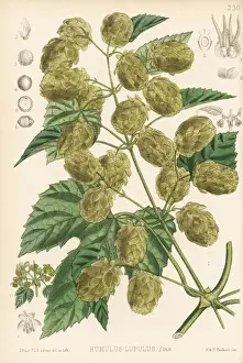 Hops Prints: Hops, Humulus lupulus