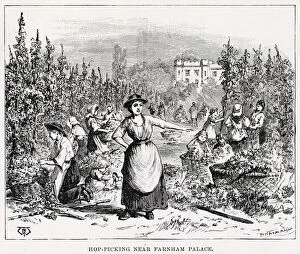 Images Dated 17th November 2020: Hops are picked in Surrey near Farnham Palace and sold at Weyhill Fair. Date: 1891