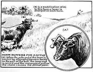 Nose Collection: Horn Buffers for Cattle, 1921
