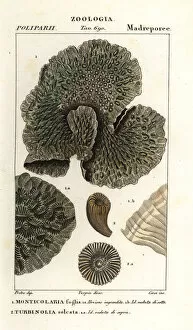 Horn coral and extinct coral