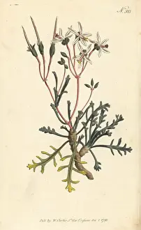 Horn-leaved crane's-bill, Pelargonium ceratophyllum