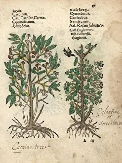 Hornbeam Prints: Hornbeam, Carpinus species, and Eglantine rose, Rosa canina