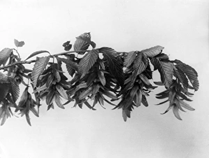 Images Dated 18th May 2011: Hornbeam Fruit