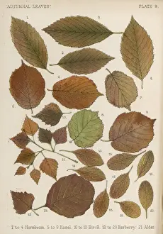 Alder Prints: Hornbeam, Hazel Leaves
