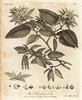 Silva Prints: Hornbeam tree, Carpinus betulus