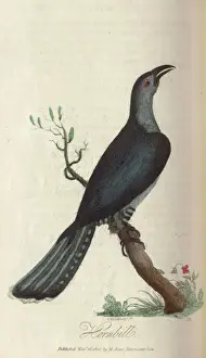 Hornbill