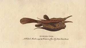 Longhorn Prints: Horned fish or longhorn cowfish, Lactoria cornuta