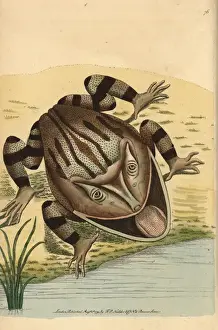 Horned frog, Ceratophrys cornuta