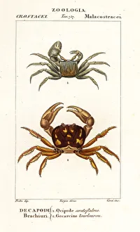 Images Dated 27th March 2020: Horned ghost crab and zombie crab