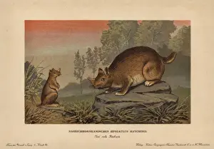 Rodent Prints: Horned gopher, Ceratogaulus hatcheri, extinct