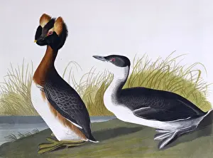 Audubon Prints: Horned Grebe, by John James Audubon