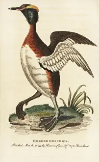 Georgeedwards Prints: Horned grebe, Podiceps auritus