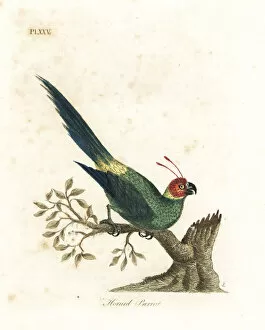 Horned Collection: Horned parakeet, Eunymphicus cornutus. Vulnerable
