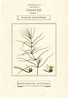 Duppa Prints: Horned pondweed, Zannichellia palustris