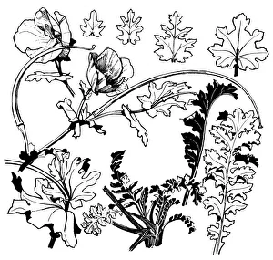 Midgley Collection: Horned Poppy