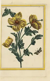 Tant Prints: Horned poppy, Glaucium flavum