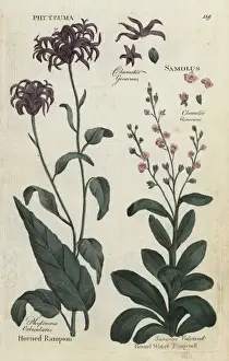 Horned rampion and round water pimpinel