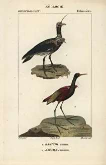 Engraved Prints: Horned screamer, Anhima cornuta
