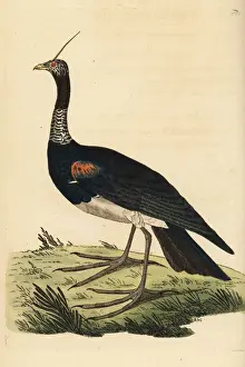 Horned screamer, Anhima cornuta