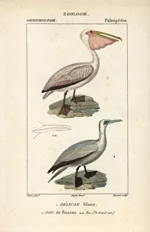 Pelecanus Prints: Horned screamer, Anhima cornuta, and wattled