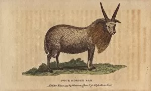 Aries Collection: Four horned sheep, Ovis aries polycerata