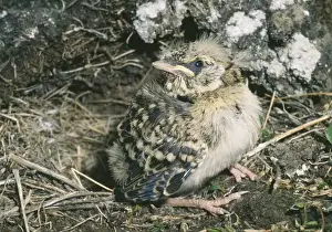 Nests Prints: Horned / Shore Lark - fledgling juvenile