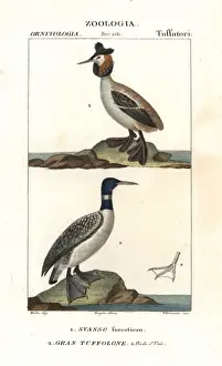 Horned or Slavonian grebe, Podiceps auritus