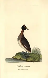 Graves Prints: Horned or Slavonian grebe, Podiceps auritus