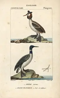 Horned or Slavonian grebe, Podiceps auritus