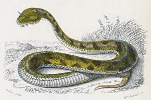 Horned Prints: Horned Viper / Egypt / Duhn