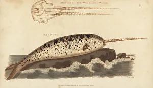 Tusk Prints: Horned whale or unicorn narwhal, Monodon monoceros