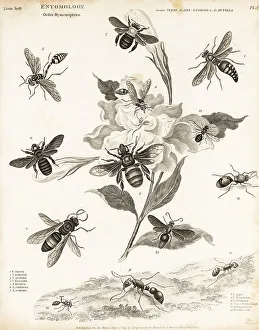 Hornet Prints: Hornets, bees, ants and velvet ants