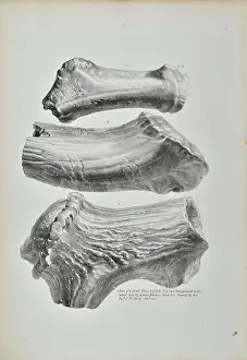 Artefacts Prints: Horns of a small deer, elk and red deer from Kent's Cavern